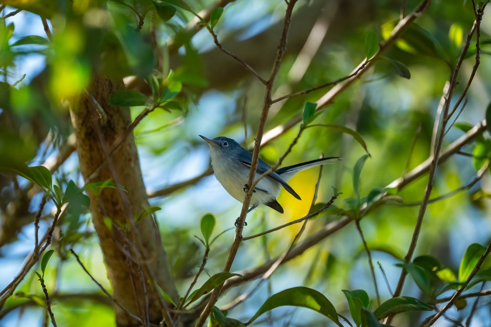 Комароловка сиза - ML645111648