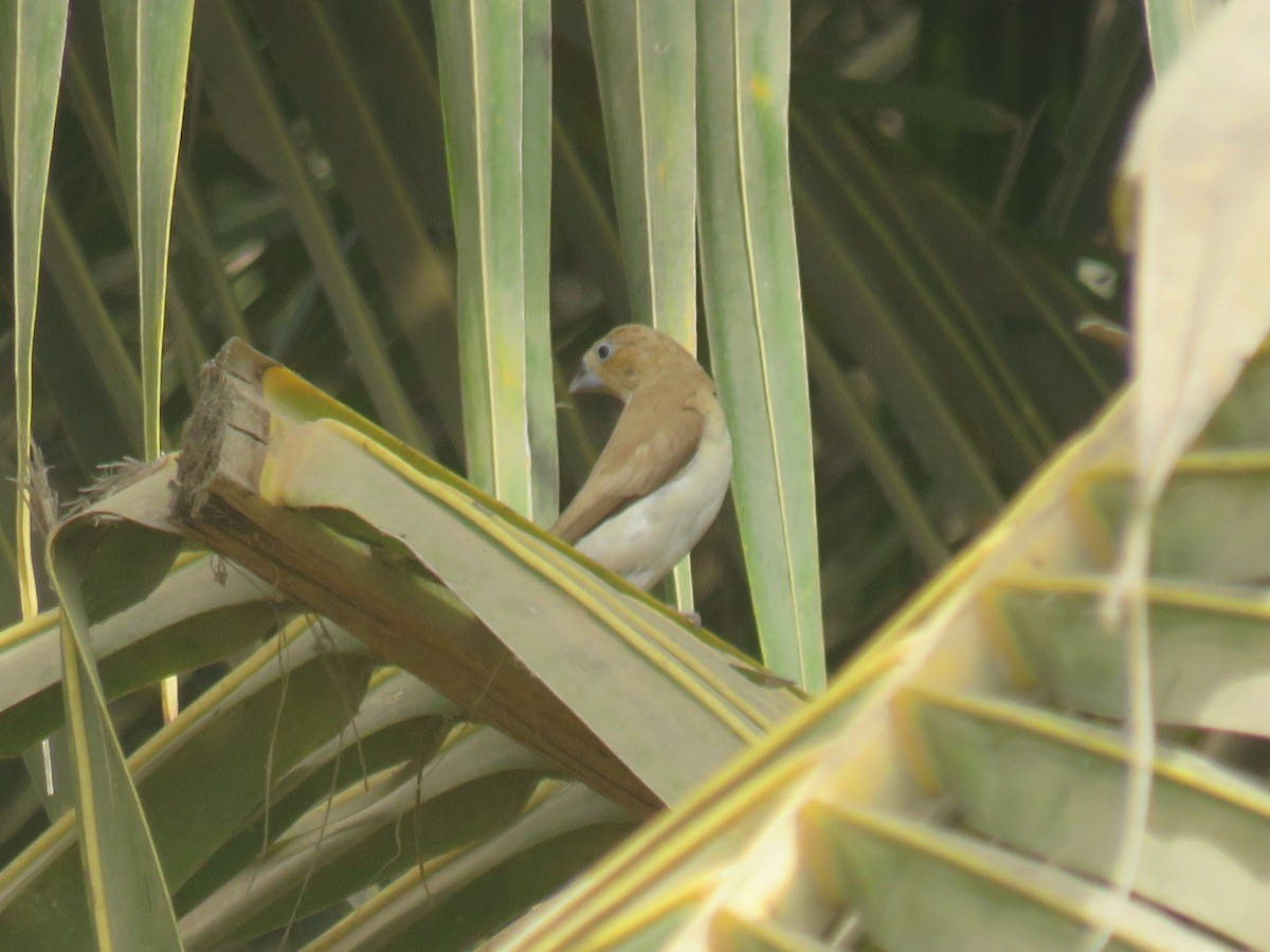 African Silverbill - ML645111653