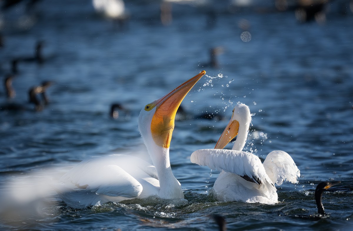 American White Pelican - ML645111661