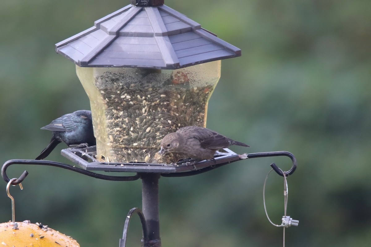 brunhodetrupial - ML645111665