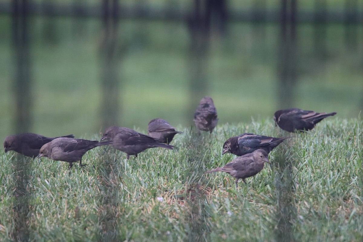 brunhodetrupial - ML645111666