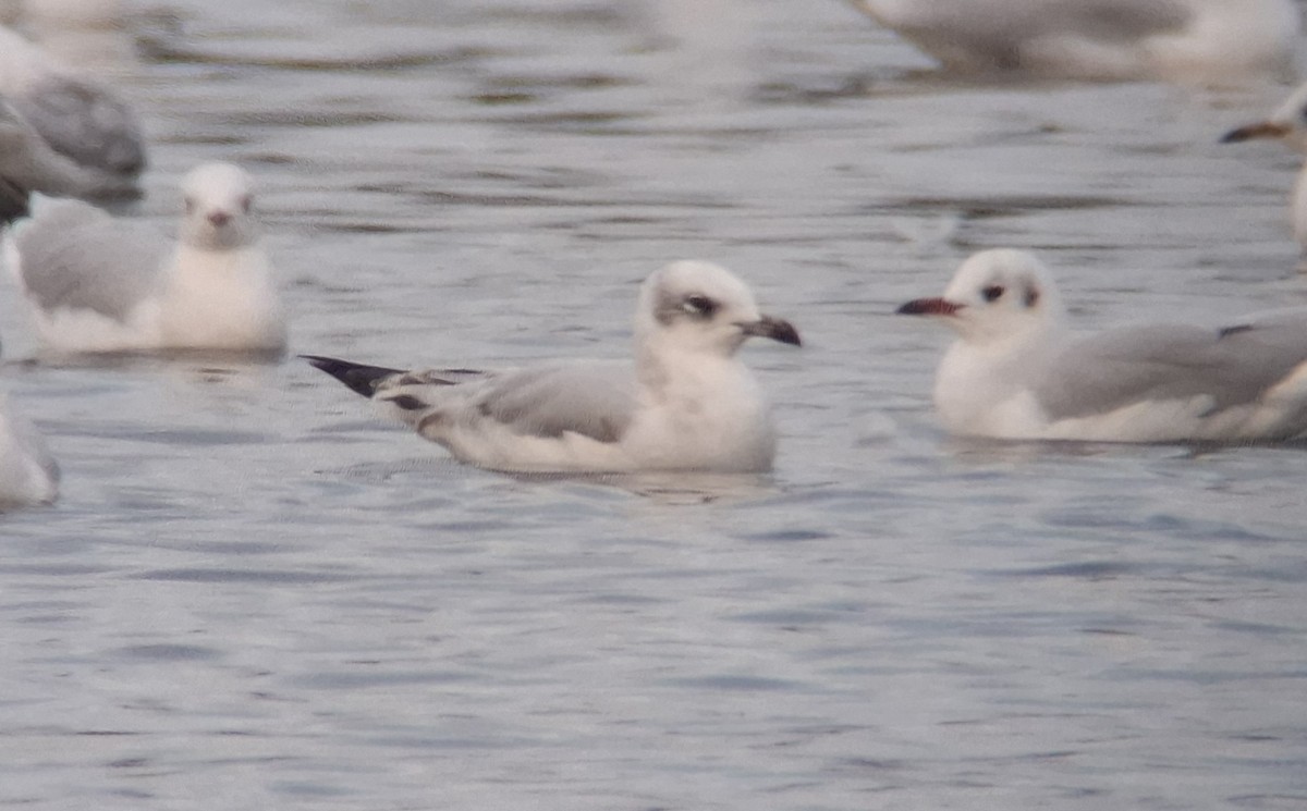 Mediterranean Gull - ML645111700