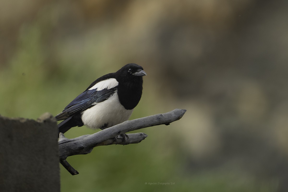Eurasian Magpie - ML645111709