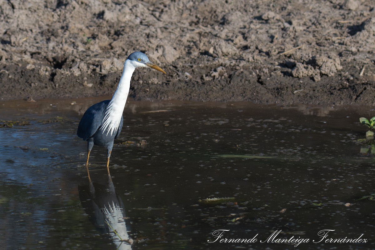 Pied Heron - ML645111713