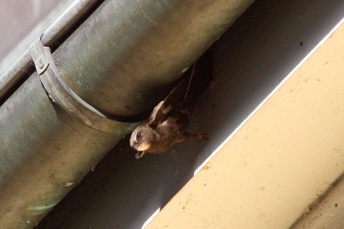 Серпокрилець чорний - ML645111715