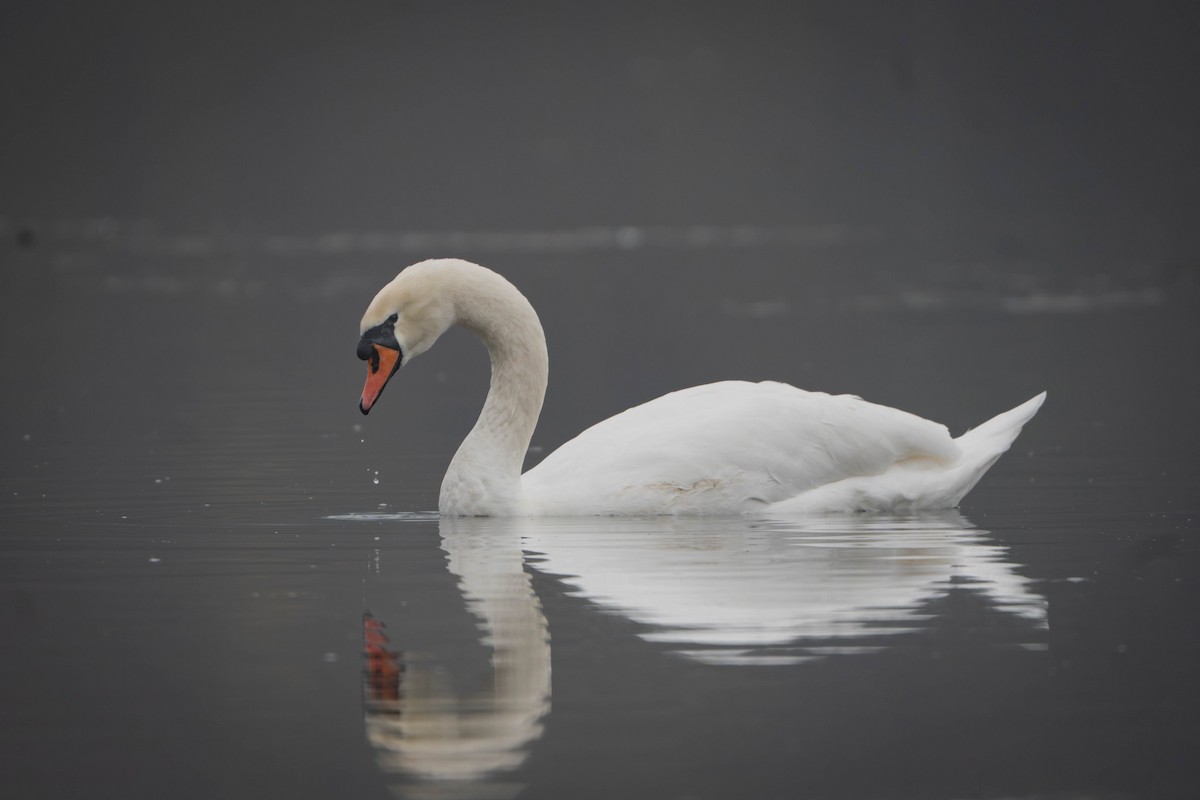 Лебідь-шипун - ML645111719