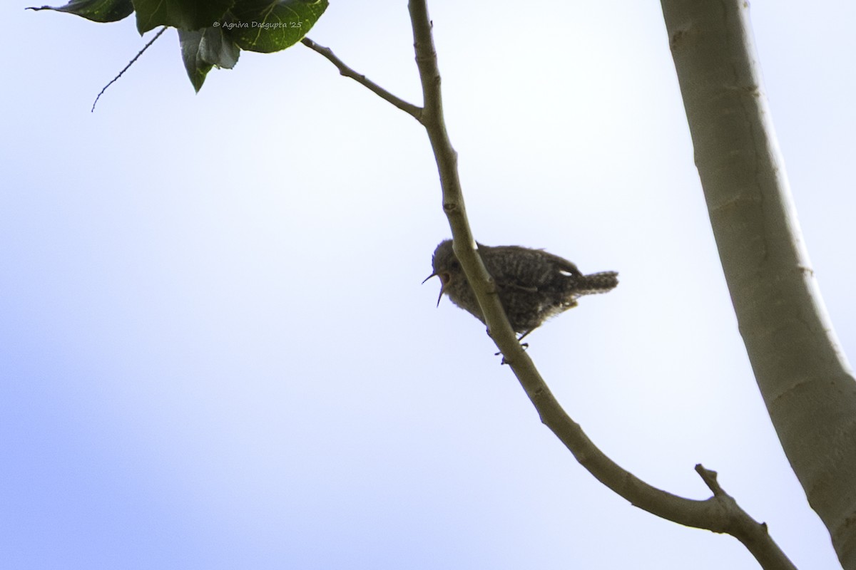 Eurasian Wren - ML645111727