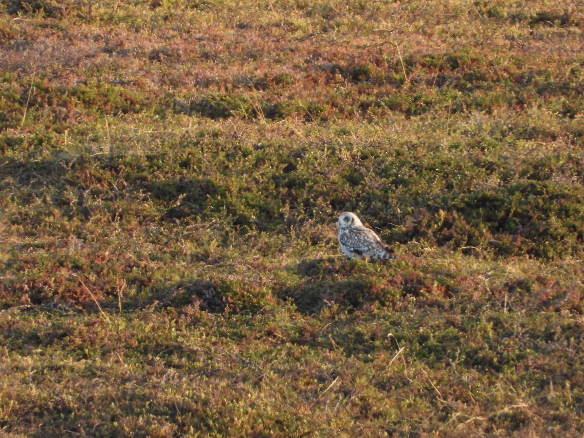 Short-eared Owl - ML645111729
