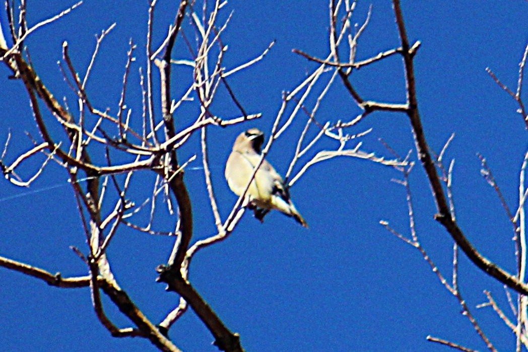 Sedir İpekkuyruğu - ML645111779