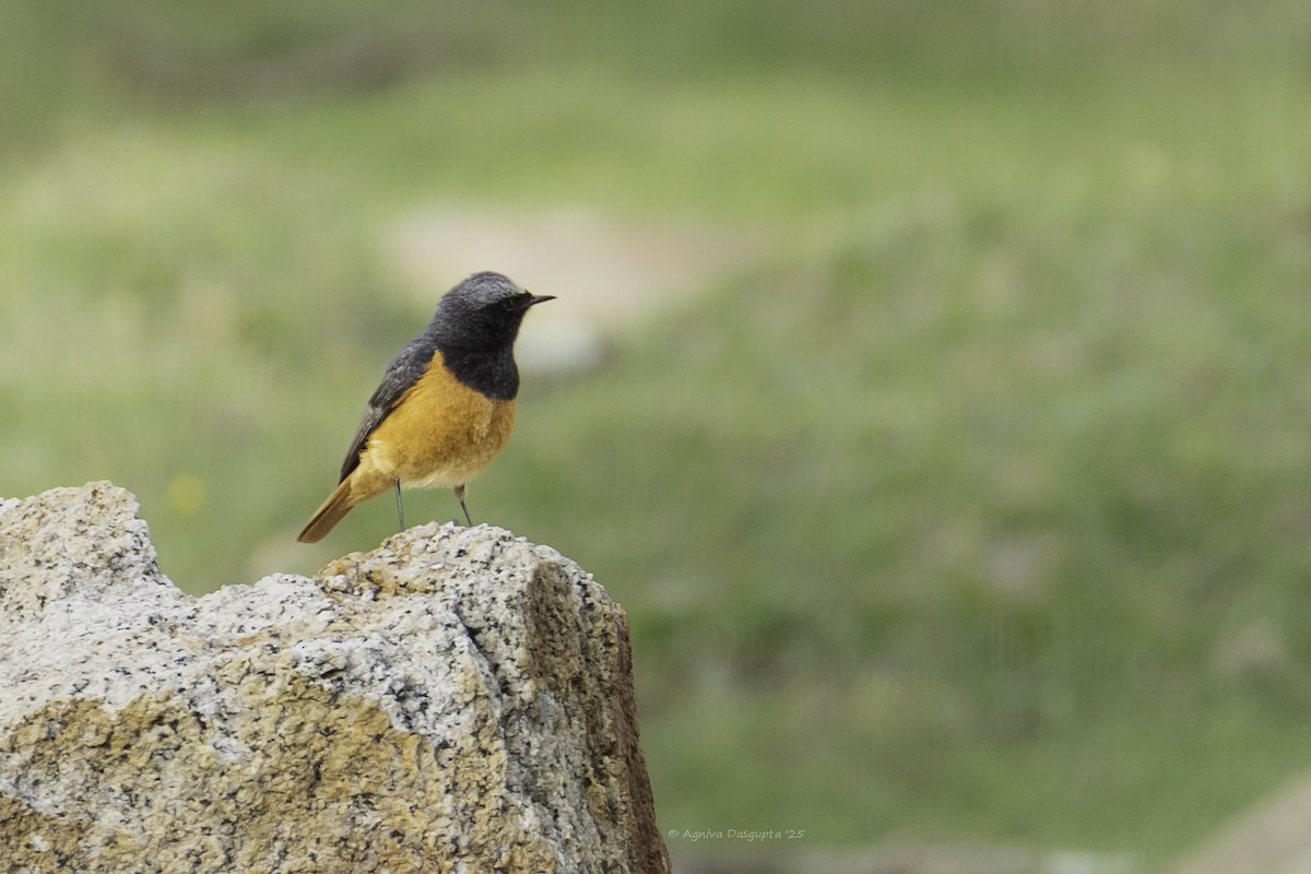 Black Redstart - ML645111793