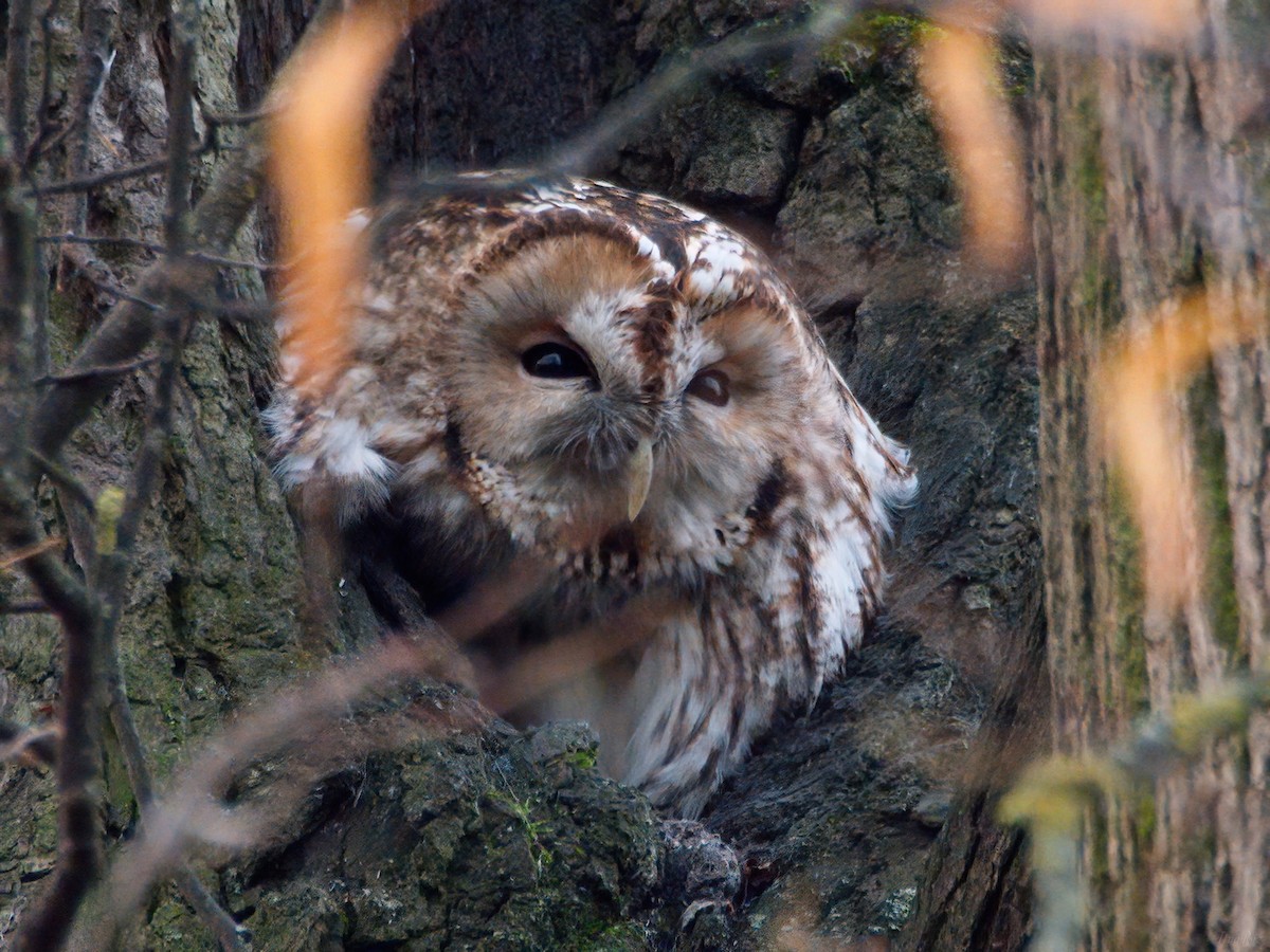 モリフクロウ - ML645111798