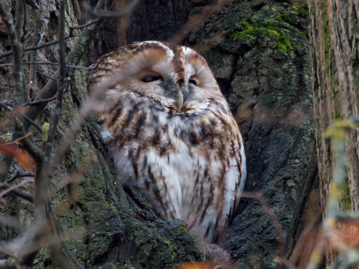 モリフクロウ - ML645111799