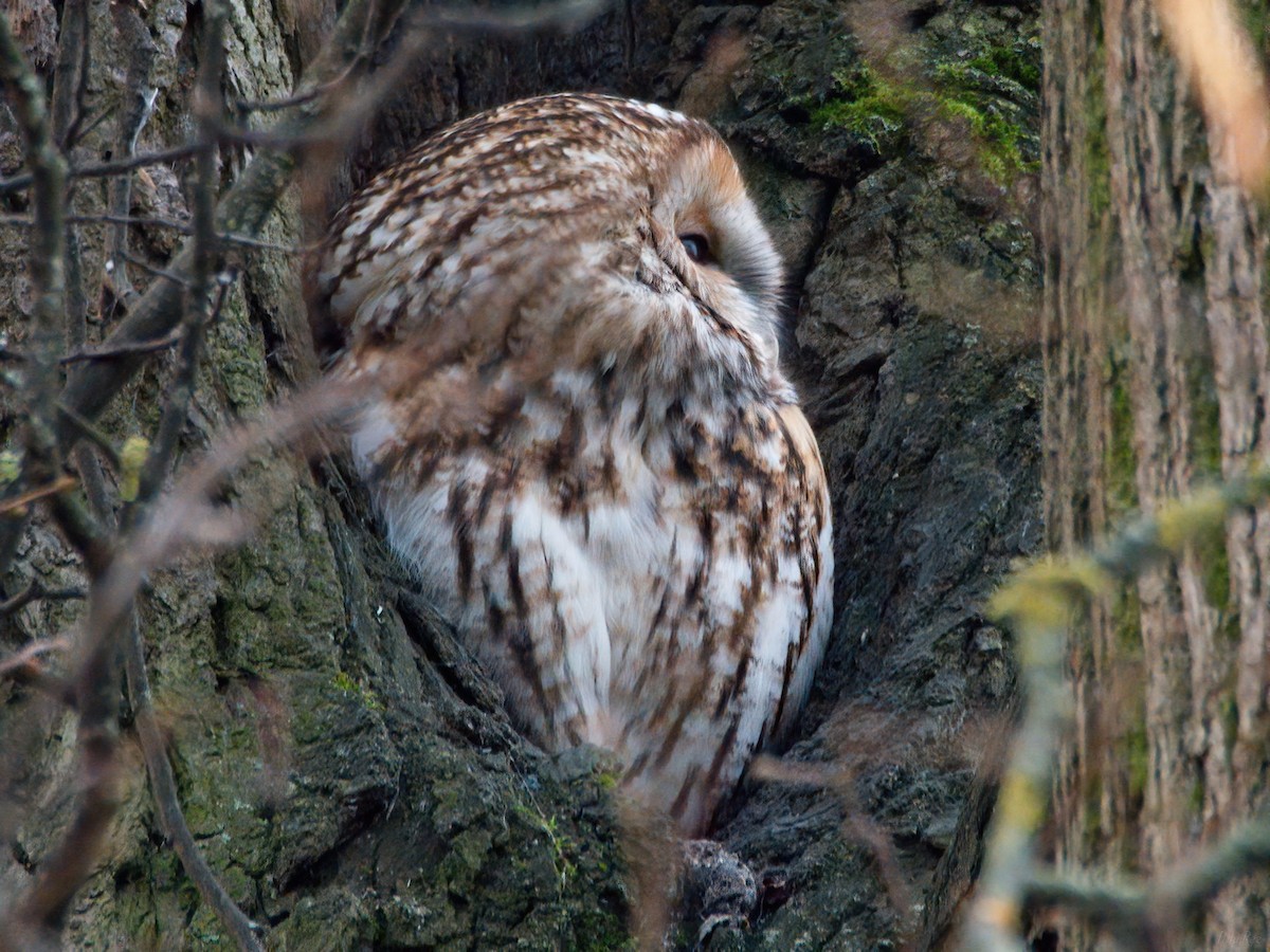 モリフクロウ - ML645111802