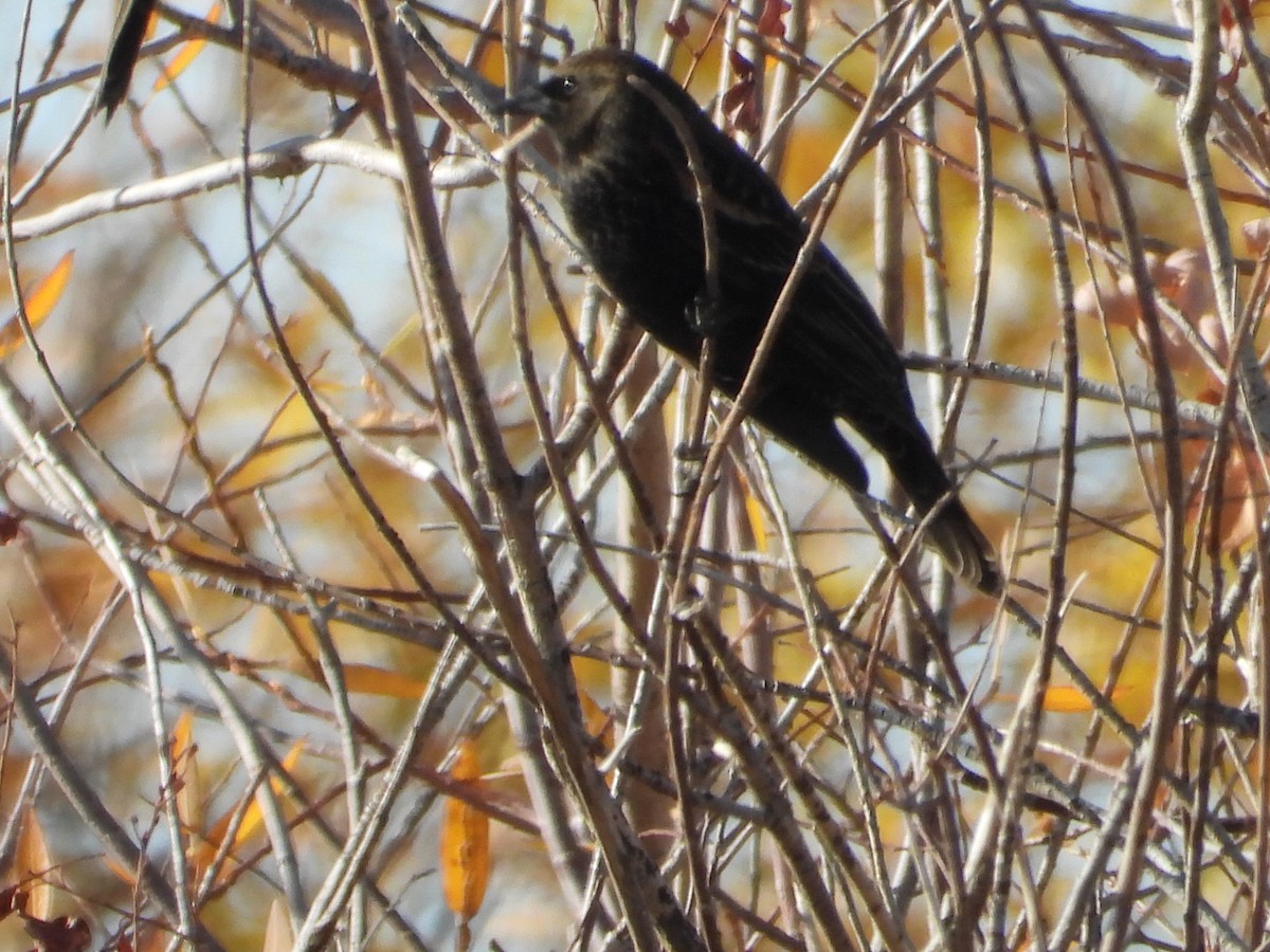 Tricolored Blackbird - ML645111807
