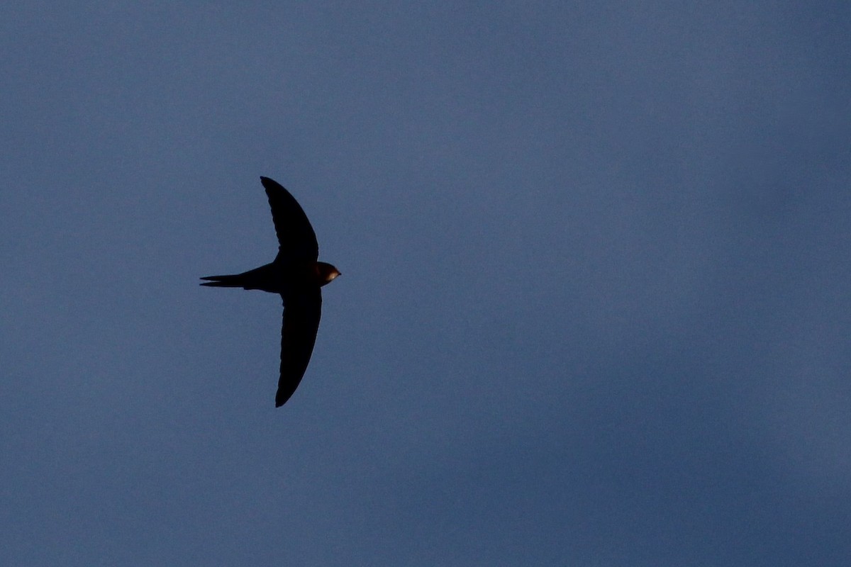 Серпокрилець чорний - ML645111816