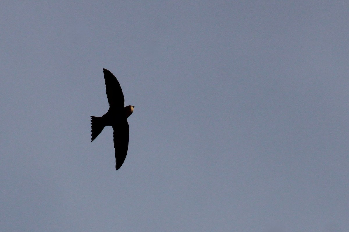 Серпокрилець чорний - ML645111817