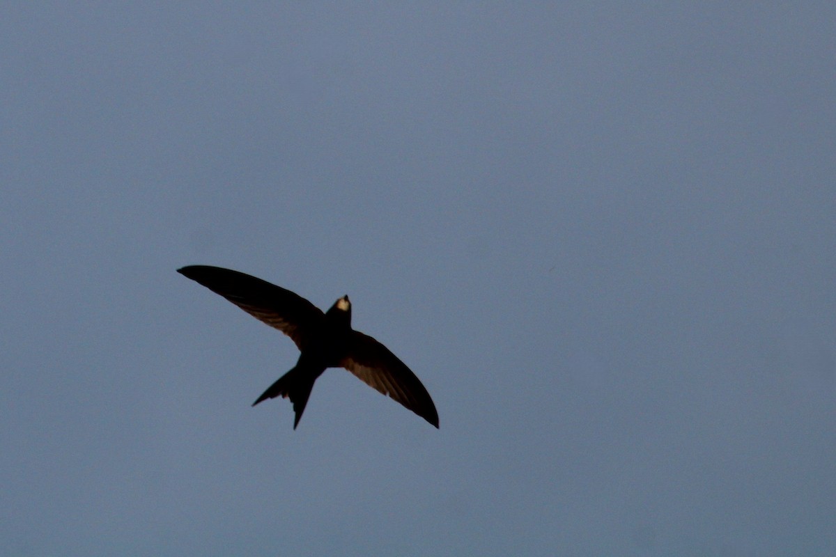 Серпокрилець чорний - ML645111818