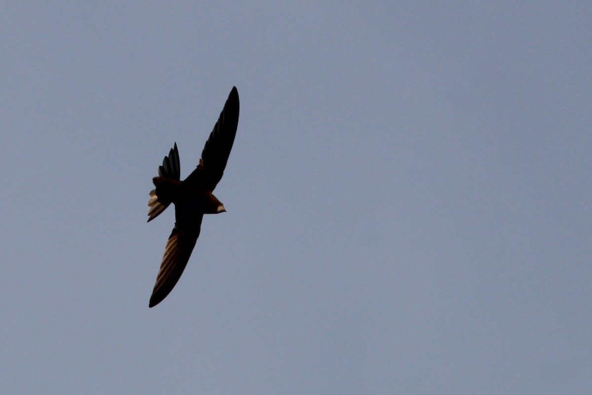 Серпокрилець чорний - ML645111819