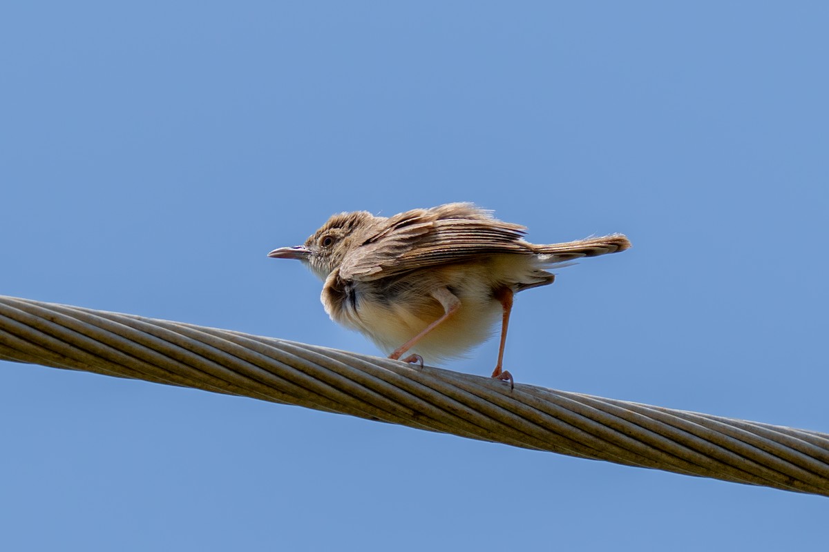 Siffling Cisticola - ML645111820
