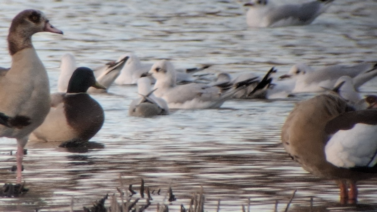 Mediterranean Gull - ML645111833