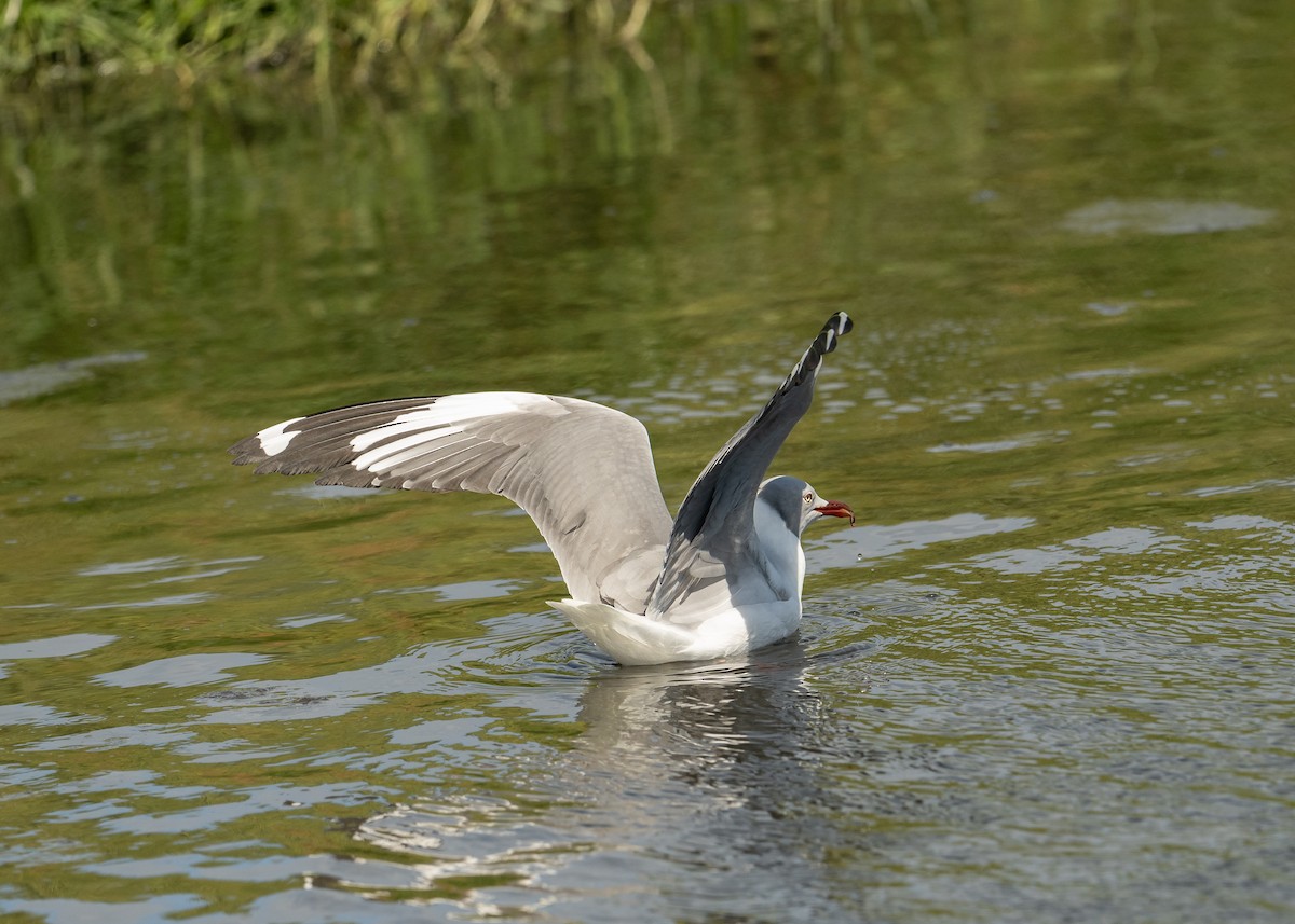 Gray-hooded Gull - ML645111834