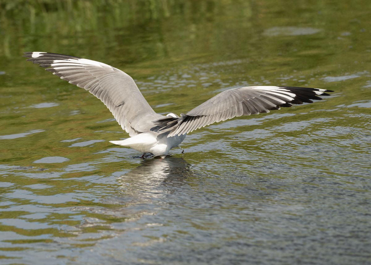 Gray-hooded Gull - ML645111835