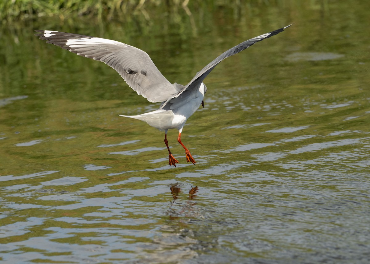 Gray-hooded Gull - ML645111836