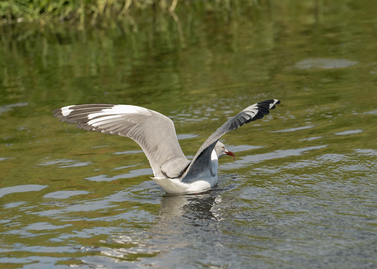 Gray-hooded Gull - ML645111837