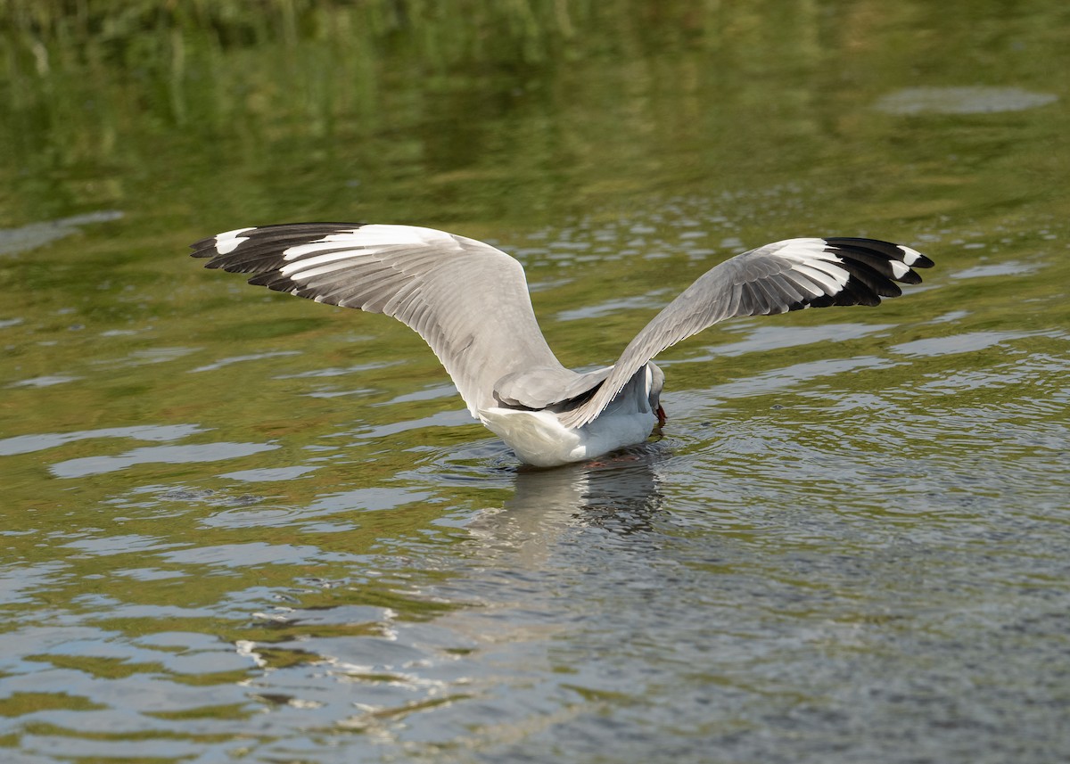 Gray-hooded Gull - ML645111838