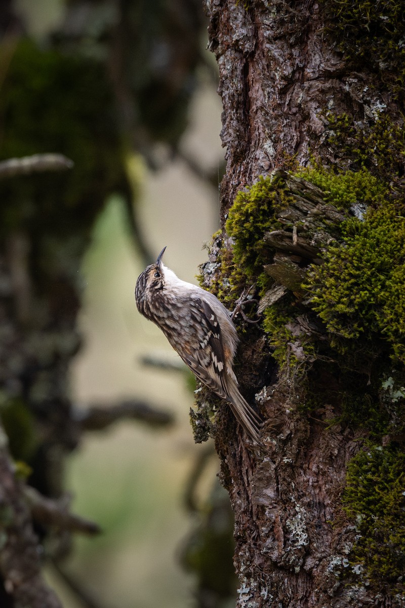 Brown Creeper - ML645111843