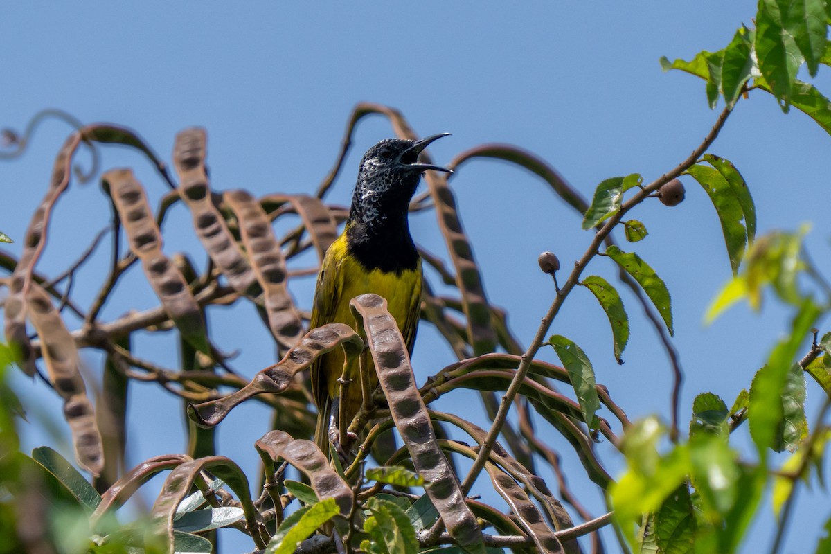Oriole Warbler - ML645111844