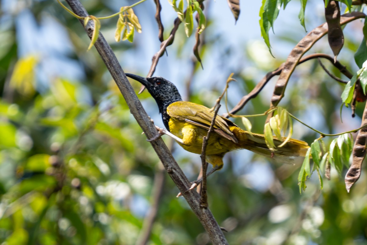 Oriole Warbler - ML645111845