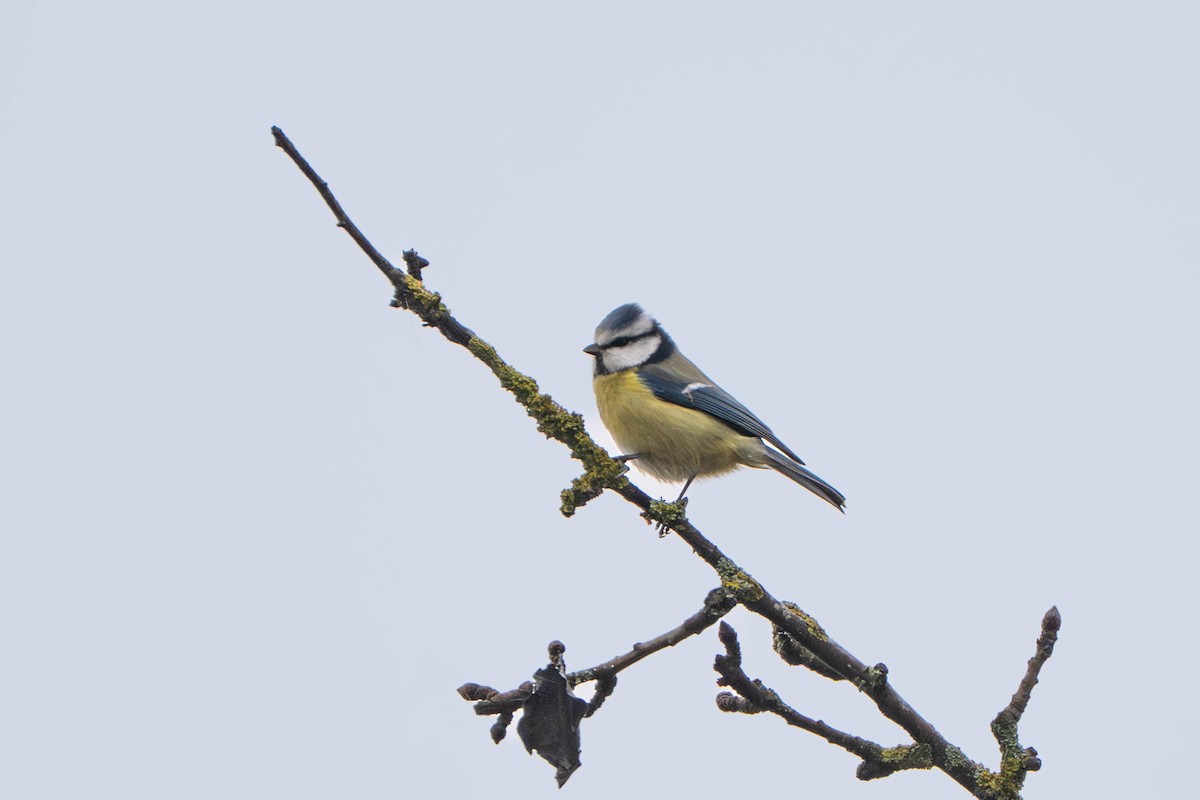 Eurasian Blue Tit - ML645111864