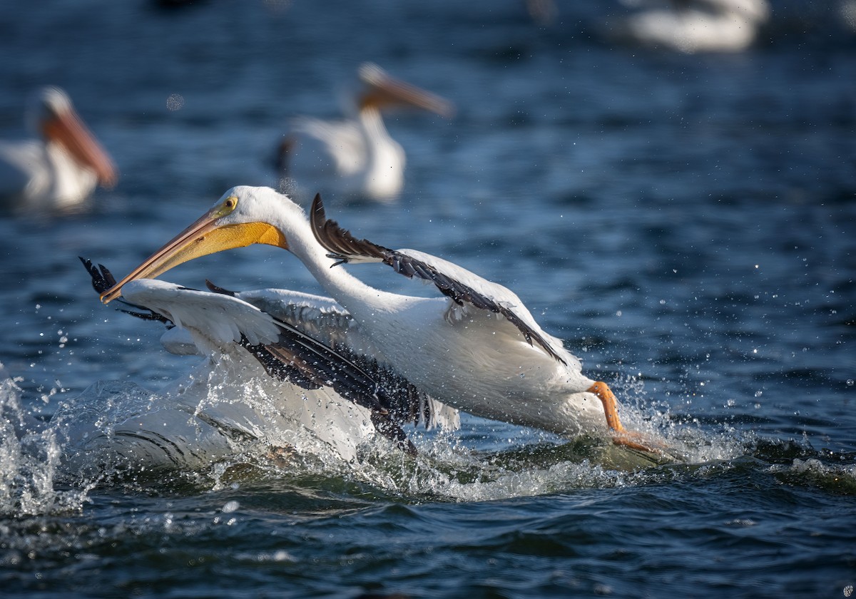 American White Pelican - ML645111874