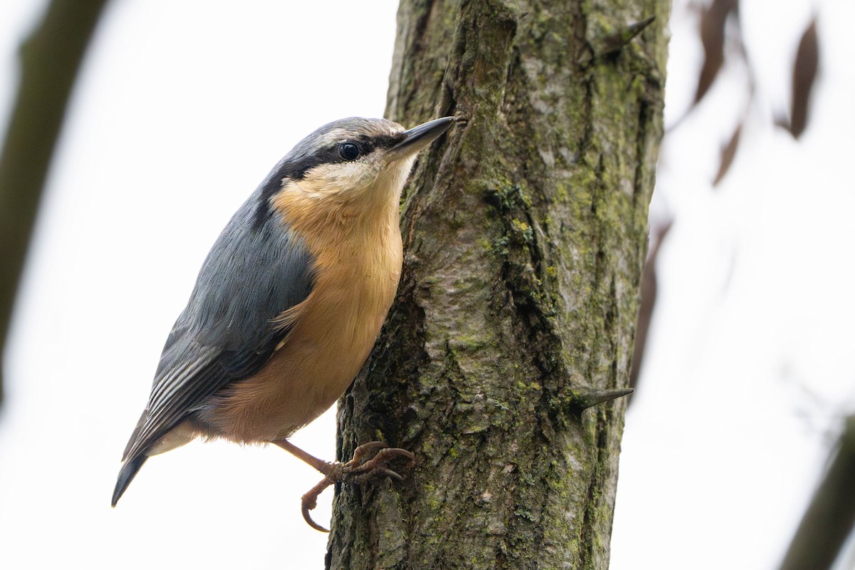 Повзик звичайний - ML645111875