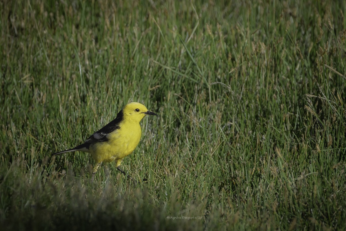 נחליאלי לימוני - ML645111881
