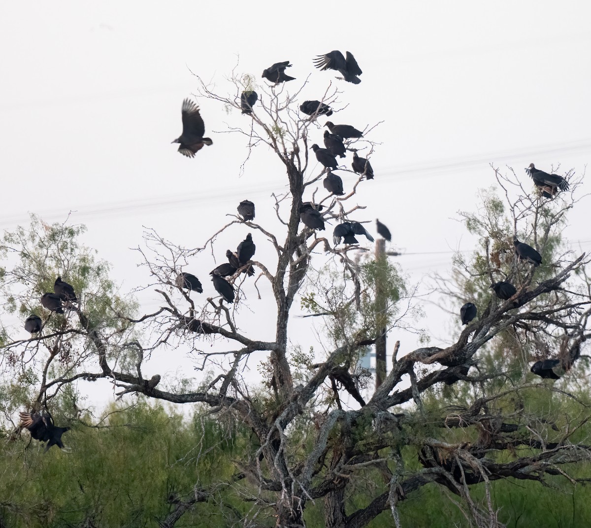 Black Vulture - ML645111887
