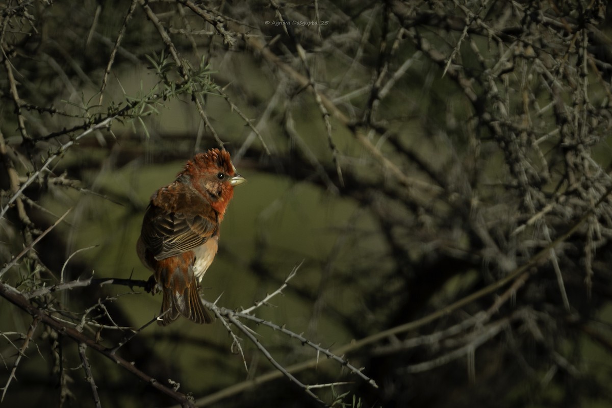 Common Rosefinch - ML645111888