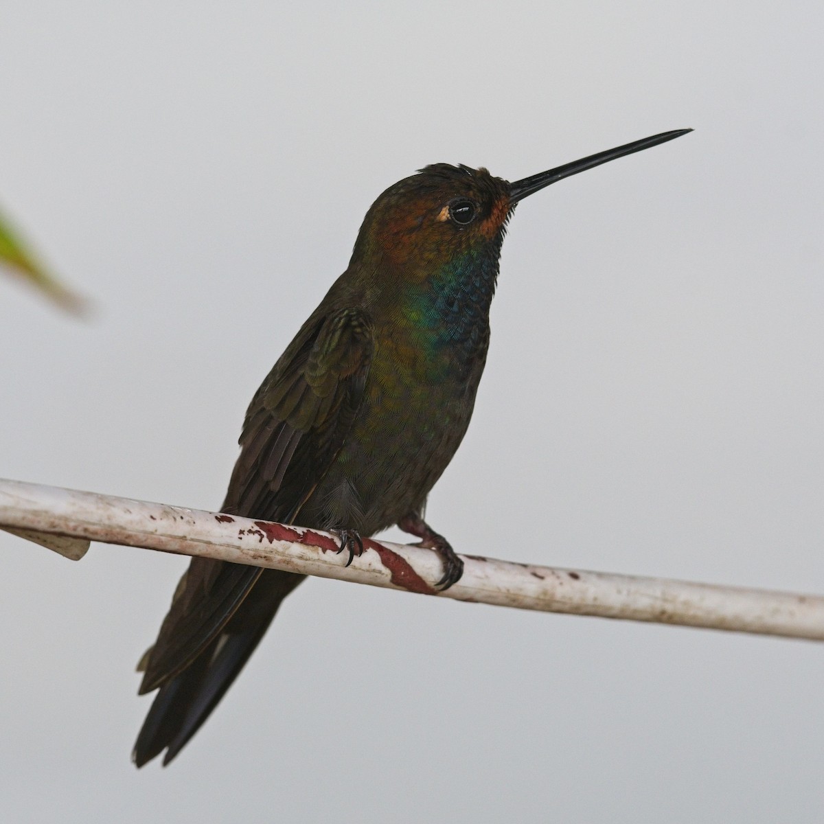 Rufous-gaped Hillstar - ML645111890