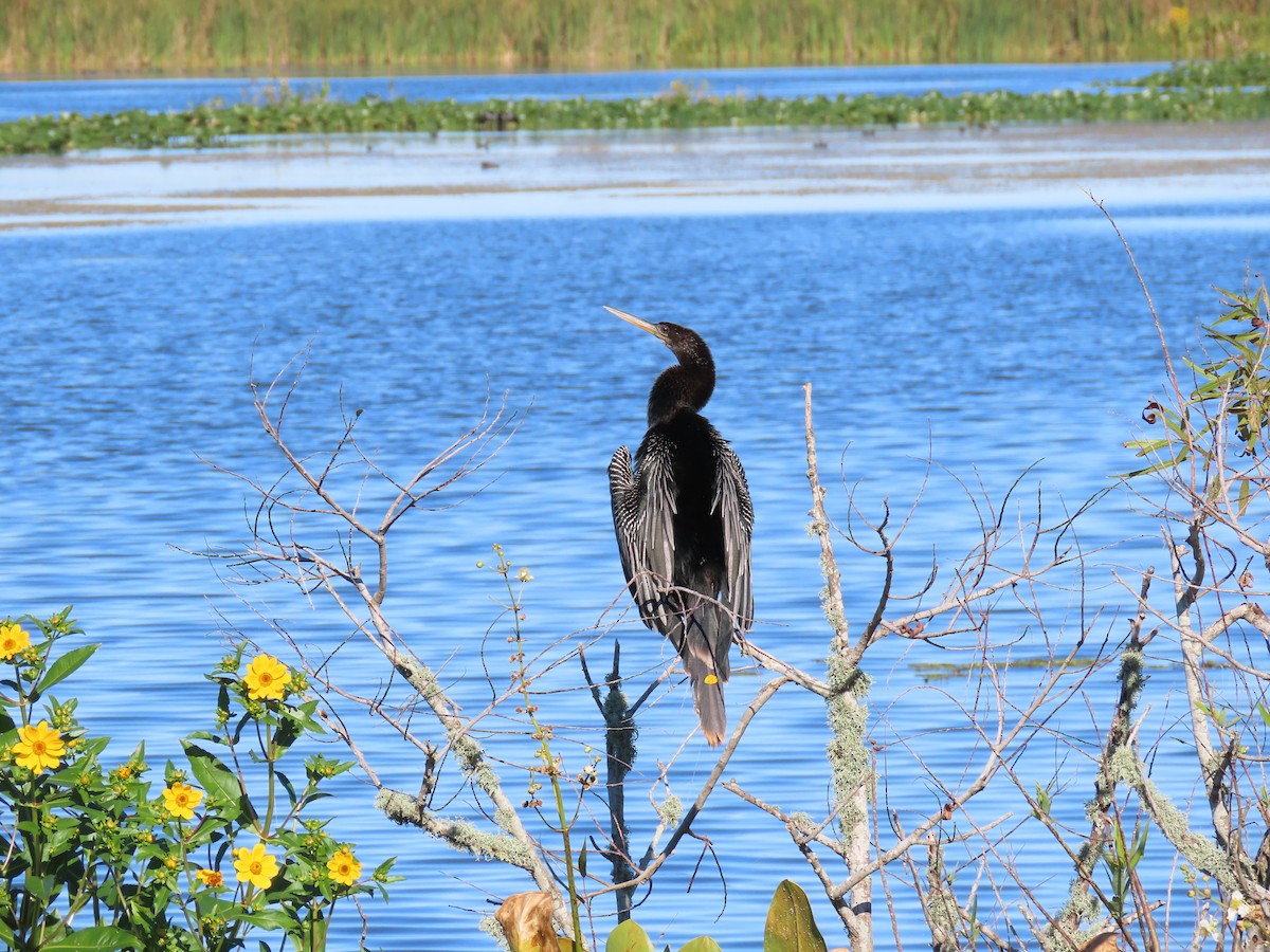 Anhinga - ML645111891