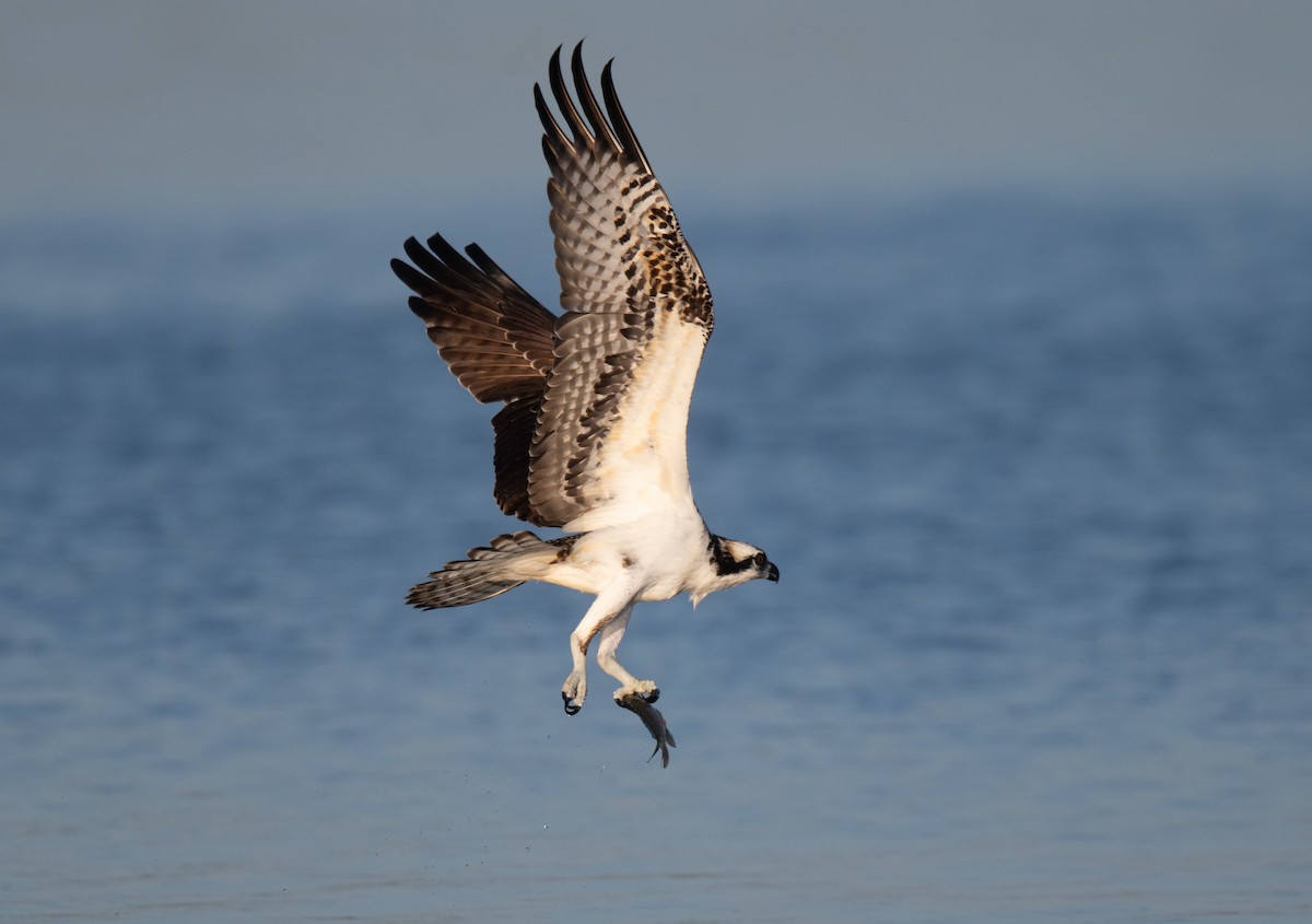 Osprey - ML645111901