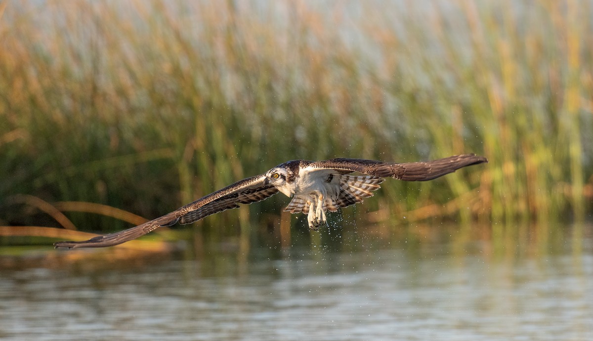 Osprey - ML645111904