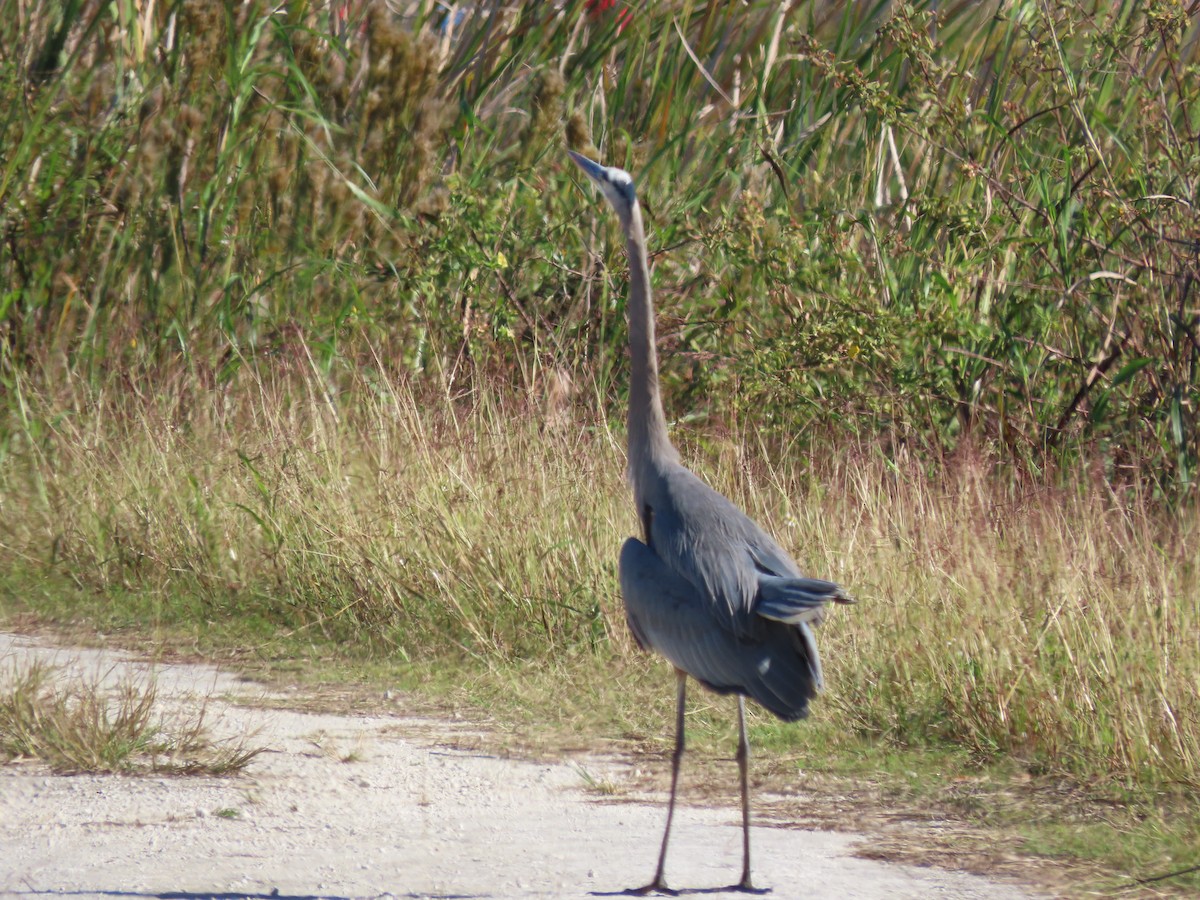 Great Blue Heron - ML645111914