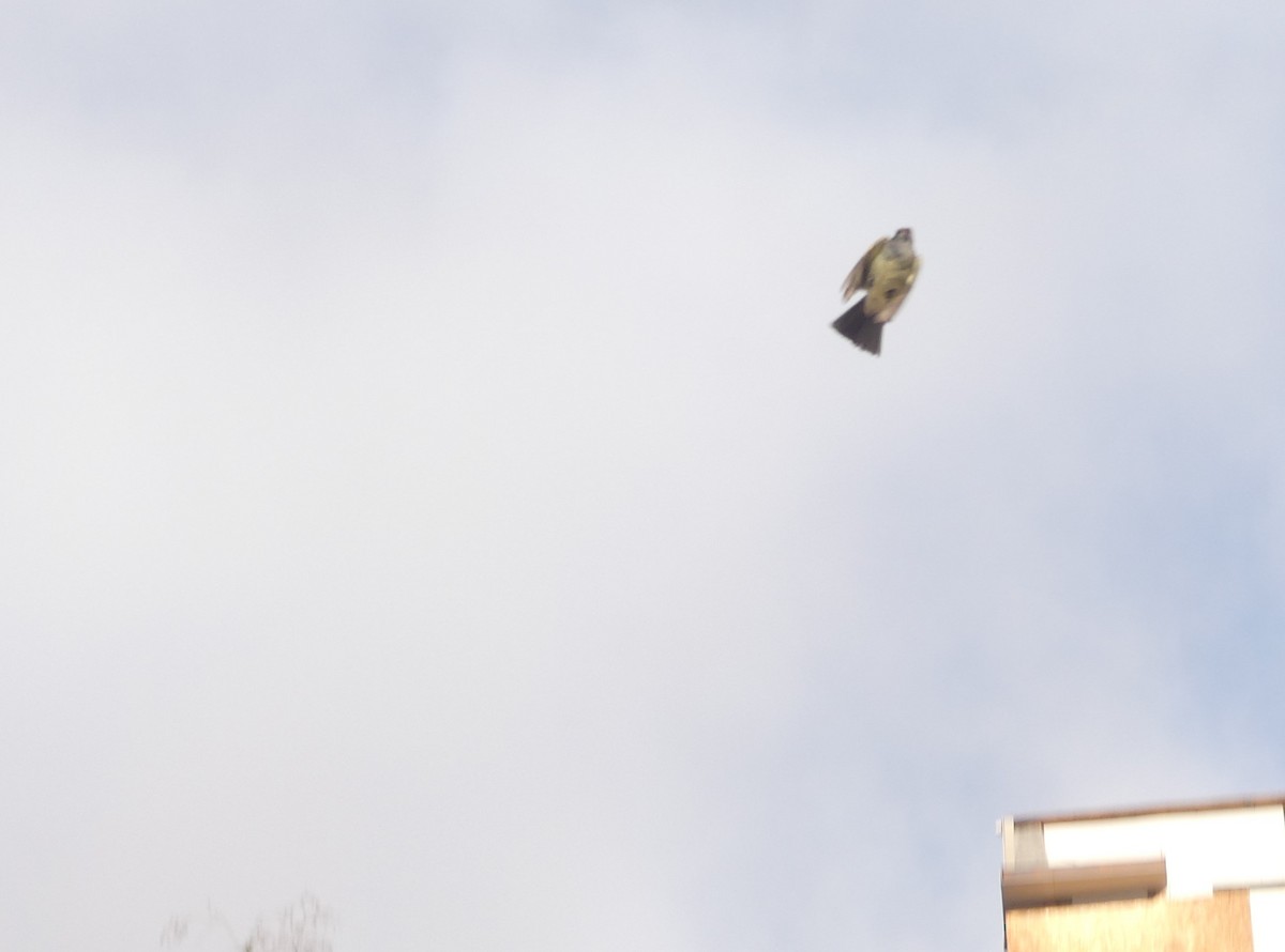 Large Elaenia - ML645111916