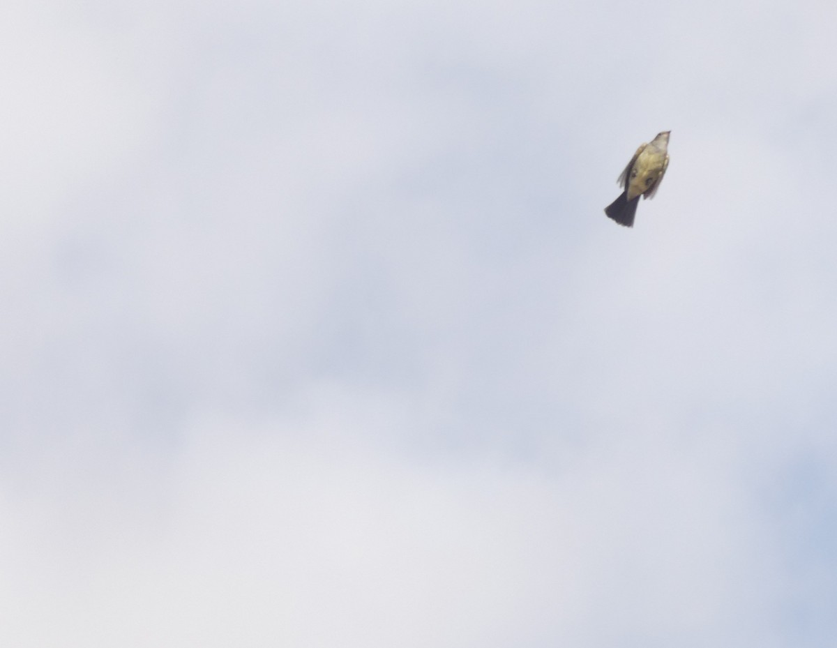 Large Elaenia - ML645111917