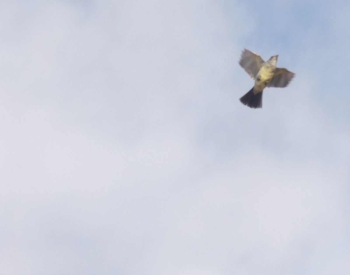 Large Elaenia - ML645111918