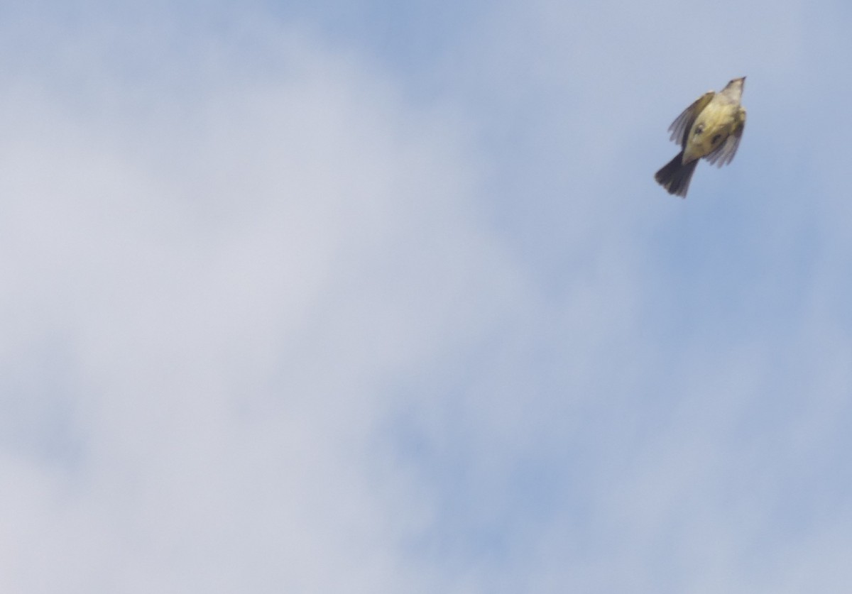 Large Elaenia - ML645111919