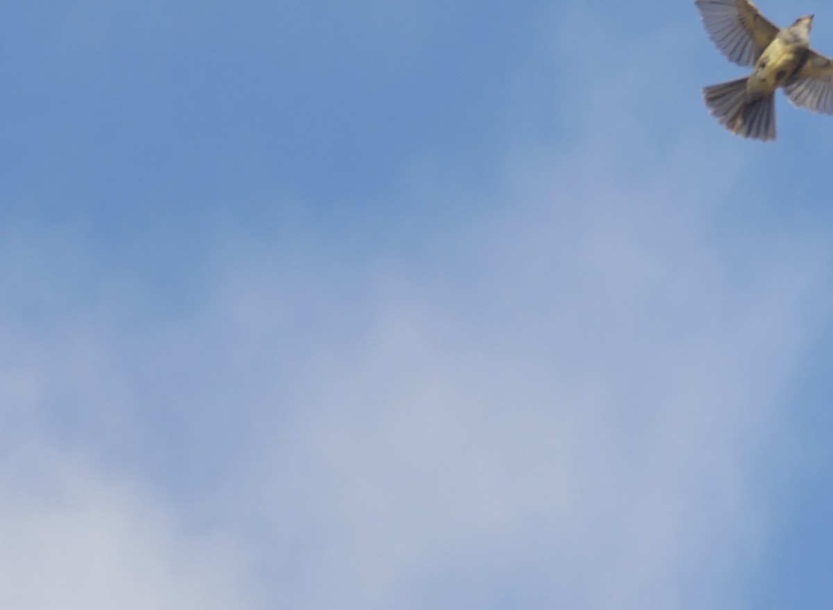 Large Elaenia - ML645111920