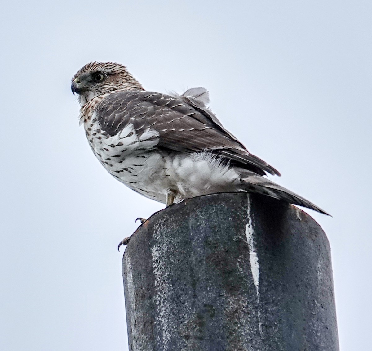 Cooper's Hawk - ML645111936