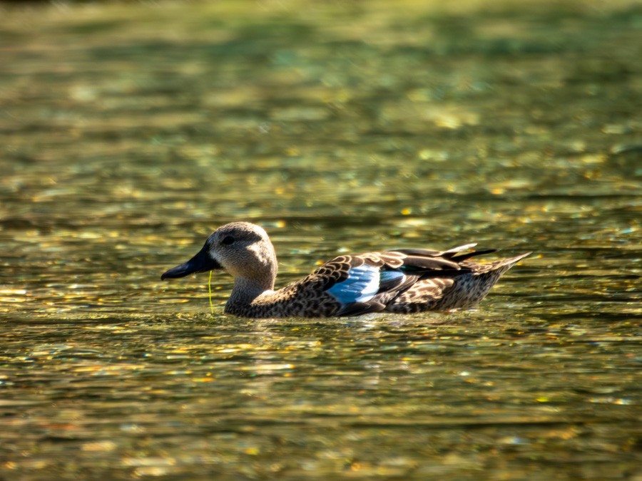 Blue-winged Teal - ML645111941